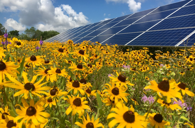 Solar panels with flowers